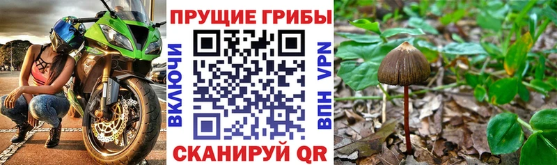 Псилоцибиновые грибы GOLDEN TEACHER Десногорск
